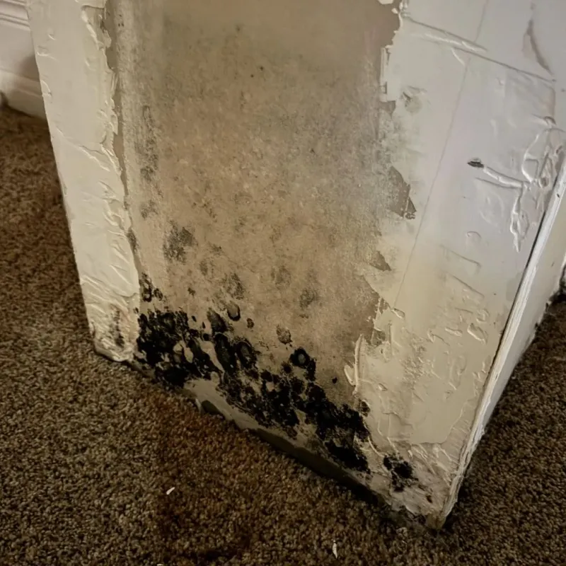 Professional Mold Removal in Garnett, KS